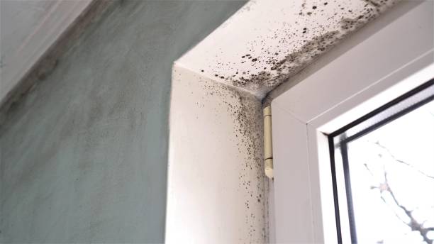 Best Mold Damage Repair  in Spirit Lake, IA