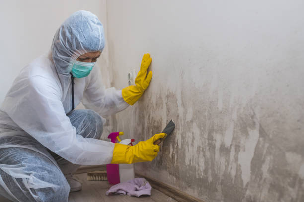 Best Black Mold Removal  in Spirit Lake, IA