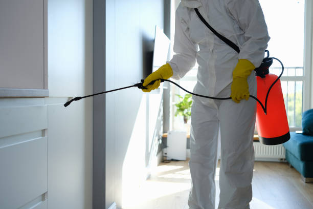 Best Crawl Space Mold Removal  in Spirit Lake, IA