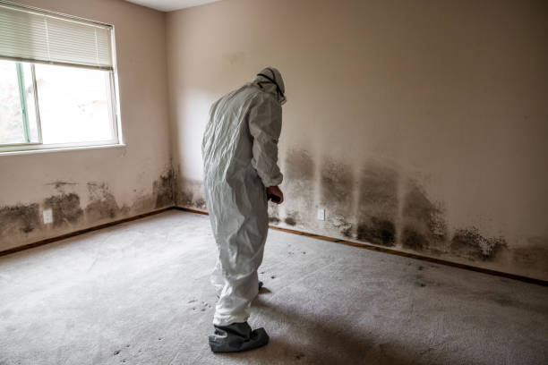 Best Residential Mold Removal  in Spirit Lake, IA