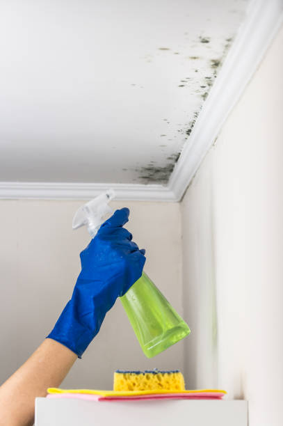Best Fast Mold Removal  in Spirit Lake, IA